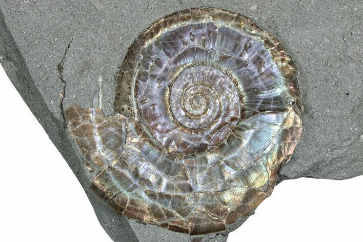 Iridescent Ammonite (Psiloceras) Fossil - England #350957
